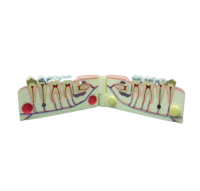 TOOTH MODEL V-TYPE - демонстрационная модель с сагиттальным разрезом